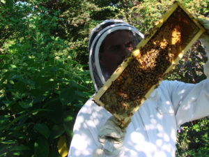 A hive inspection