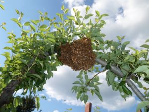 Bee swarm - many worker bees, the queen is typically in the middle of the swarm.