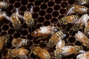 A queen bee surrounded by worker bees.