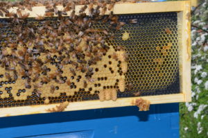 A brood frame with vertical queen cells on the comb