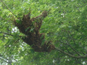 A bee swarm on a tree